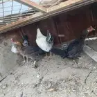 دجاج نظيف