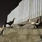 دجاج للبيع باكستاني مولد بلدي