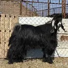 تيس عارضي صنف رباع فحل