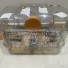 هامستر للبيع