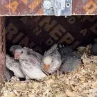7 فروخ غر بيعه وحده
