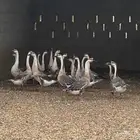 وز عراقي