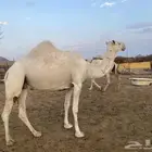 ضروبه وضحاء للبيع في بيشة