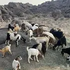 ماعزا العدد 30 تحته 19 والباقي دفيع