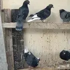 حمام قلابي