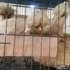 براهما بولش كوشن