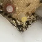صيصان بلدي