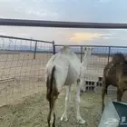 بكره للبيع