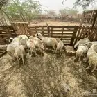 ضان للبيع