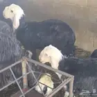 غنم نجد   الموقع الثنيه