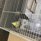 كروان زوج و بادجي طيور الحب للبيع