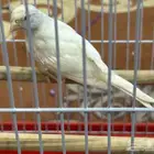 كناري البينو