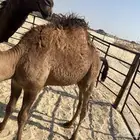 قعود سبعه شهور ونص