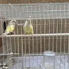 زوج روز أصفر اينو عيون حمراء