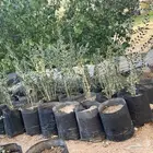 شتلات سدر