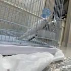 زوج كروان جاهز للانتاج انثى البينو و الذكر وايت فس