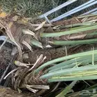 فسائل نخل نبتة علي