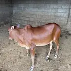 حسيله العمر 4 اشهر