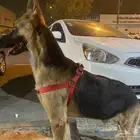 مطلوب انثى جيرمن للتبني