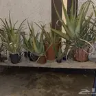صبارات للبيع
