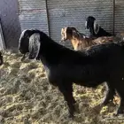 تيس مشروع فحل طيب العمر خمسه شهور