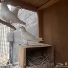 خمس أجواز حمام صنعاوي اغلبهم منتجين صوتهم جميل