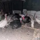 دجاج رومي للبيع