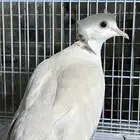 حمام ياكريم صدفي دبل كرست مع انتاجه