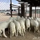 بهم جبر
