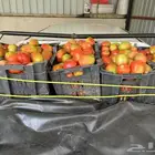 طماط قوطه شوكه حبه نظيف مكشوف