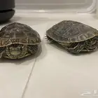 سلاحف برمائية للبيع