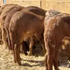 سواكن مرابي حمري