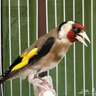 ذكر حسون سوري كبيس كناري وتغريد حامي. تم البيع