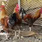 خميس مشيط