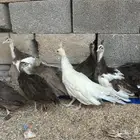 فروخ طاووس للبيع