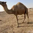 ناقة شقحاء ام رابع