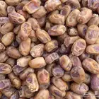 تمر خلاص محصول السنه