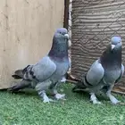 حمام تركي