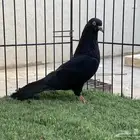 ذكر رامبوري اسود