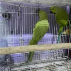 للبيع جوز درة