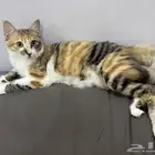 قطة للتبني