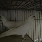 كروان جوز للبيع