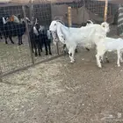 عنز معها تيس وجفره
