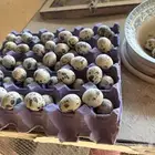 بيض سمان تكساس