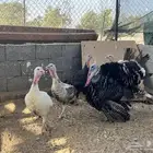 ديك ودجاج رومي