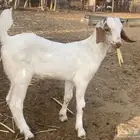 تيوس بيشيه فاخره