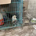 ديك ودجاج رومي