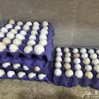 بيض بلدي نظيف من المزرعه.
