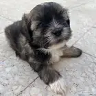 4 كلاب شيتسو