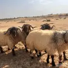 فحول نعيم